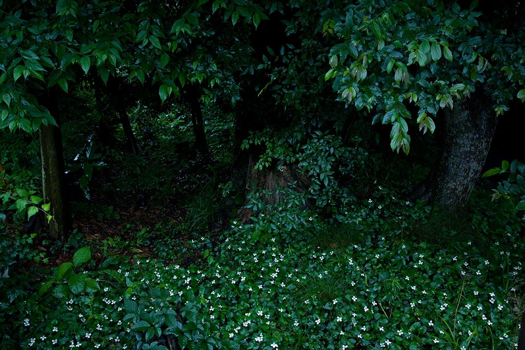 [Diapositivas] ¡Bienvenidos al bosque!