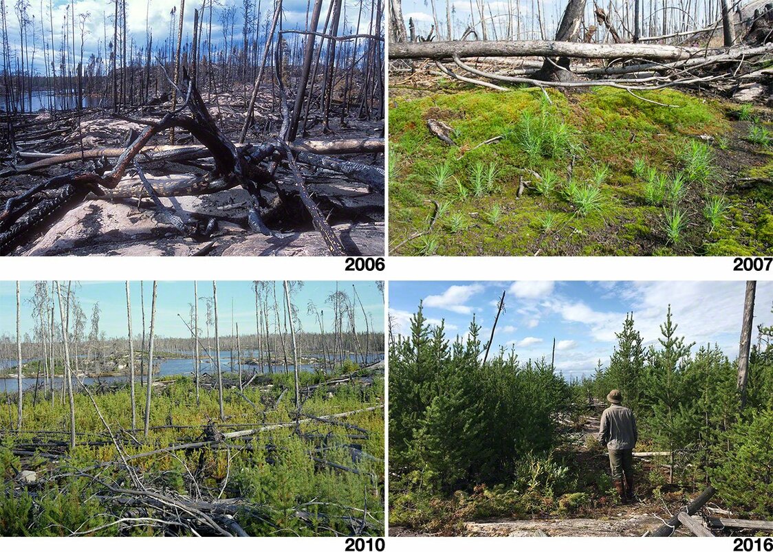 Four observations of the burned forest land.