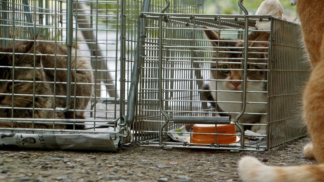 TNR活動で捕獲された猫たち　© 2024 Laboratory X, Inc