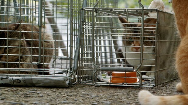 Strays trapped as part of the town’s TNR program stare out of cages. (© 2024 Laboratory X, Inc)