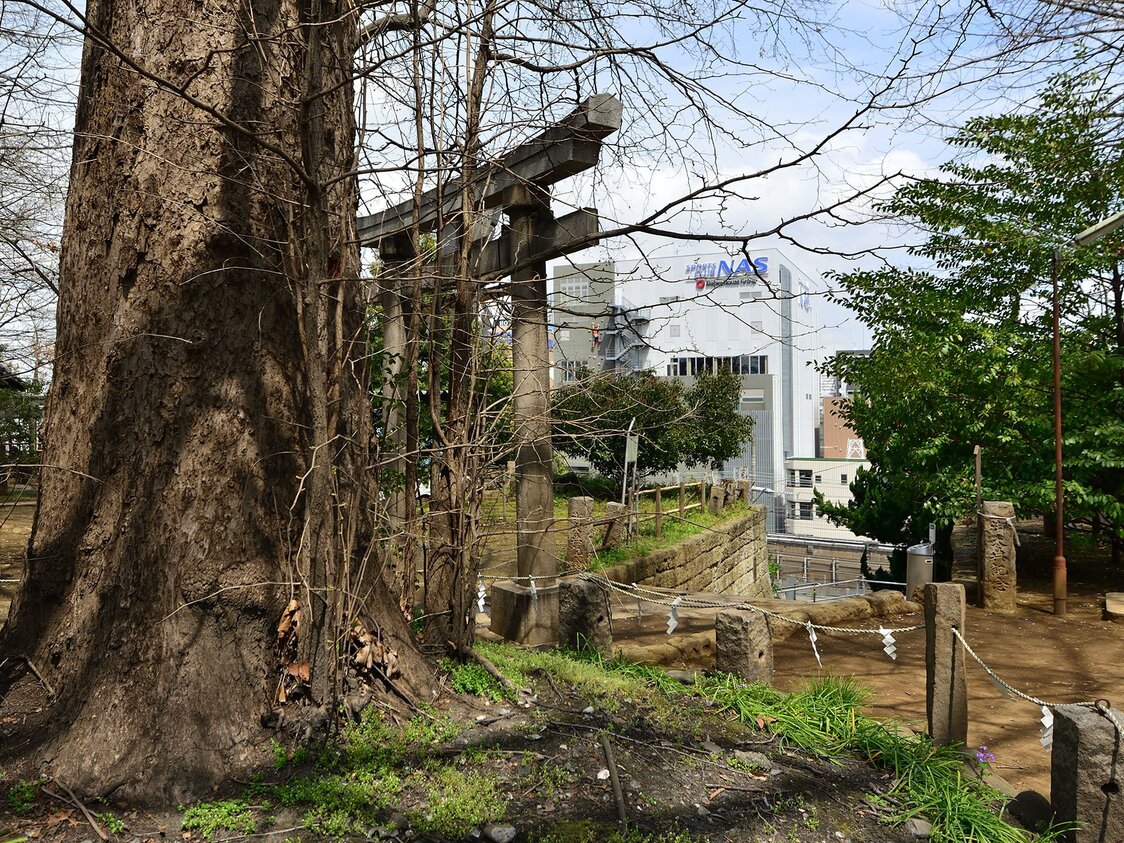 大谷石の擁壁に変わっているが、往時の面影を残す地蔵坂。現在は、登り切ったところに鳥居と、イチョウの御神木が立つ
