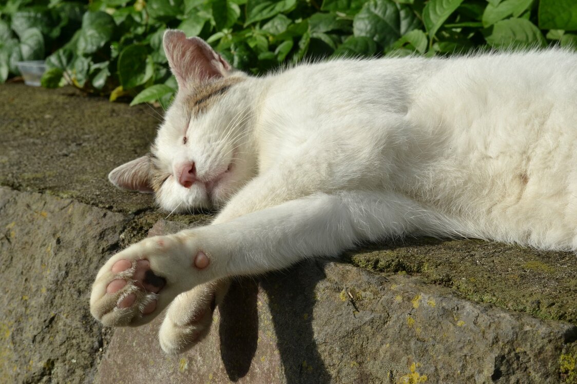 Una siesta gatuna bajo el sol.