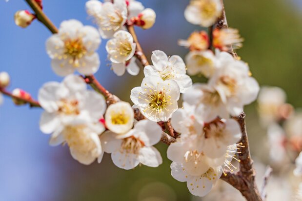 Albaricoquero japonés blanco en flor.