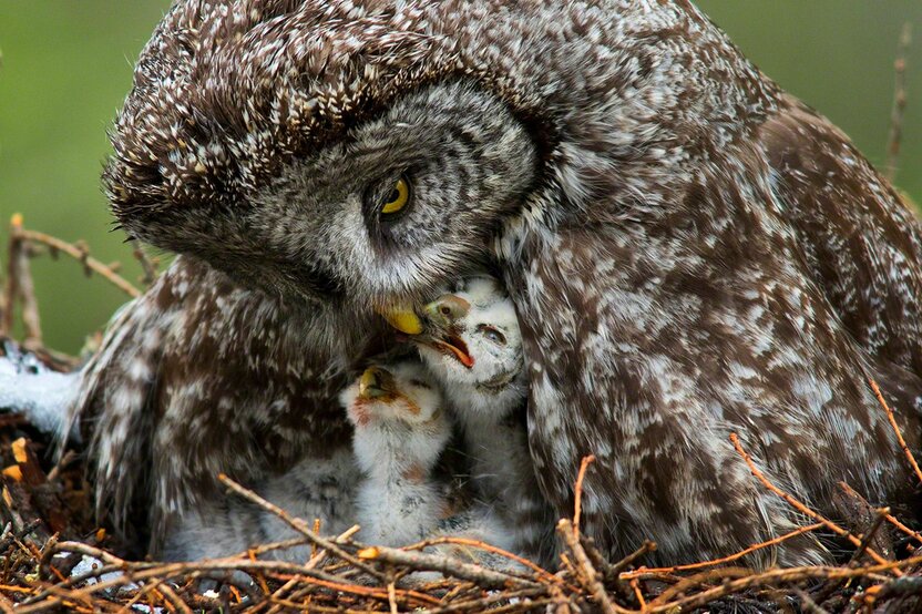 カラフトフクロウの給餌。日経ナショナルジオグラフィック写真賞2018 ネイチャー部門最優秀賞受賞(撮影:2015年)