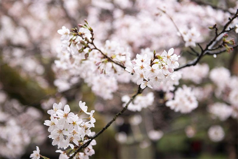 Cerezo de la variedad someiyoshino.