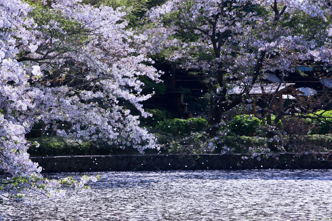 The Genji Pond sporting a layer of pink pedals. (© Harada Hiroshi)