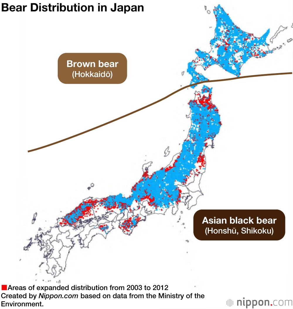 Bear Sightings on the Rise in Japan