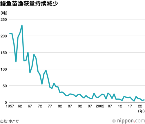 鳗鱼苗渔获量持续减少