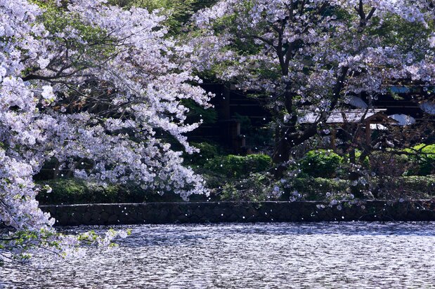 源氏池的水面上浮满了花瓣
