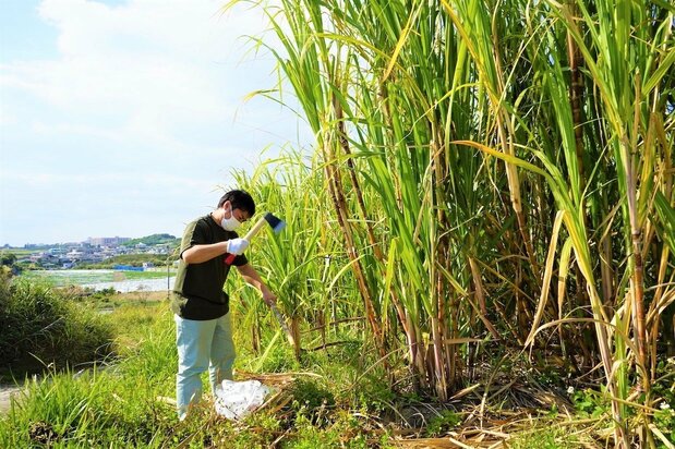 斧で手際よくサトウキビを切り出す仲里さん。サトウキビから発酵用酵母を取り出す試みも行っている　筆者撮影