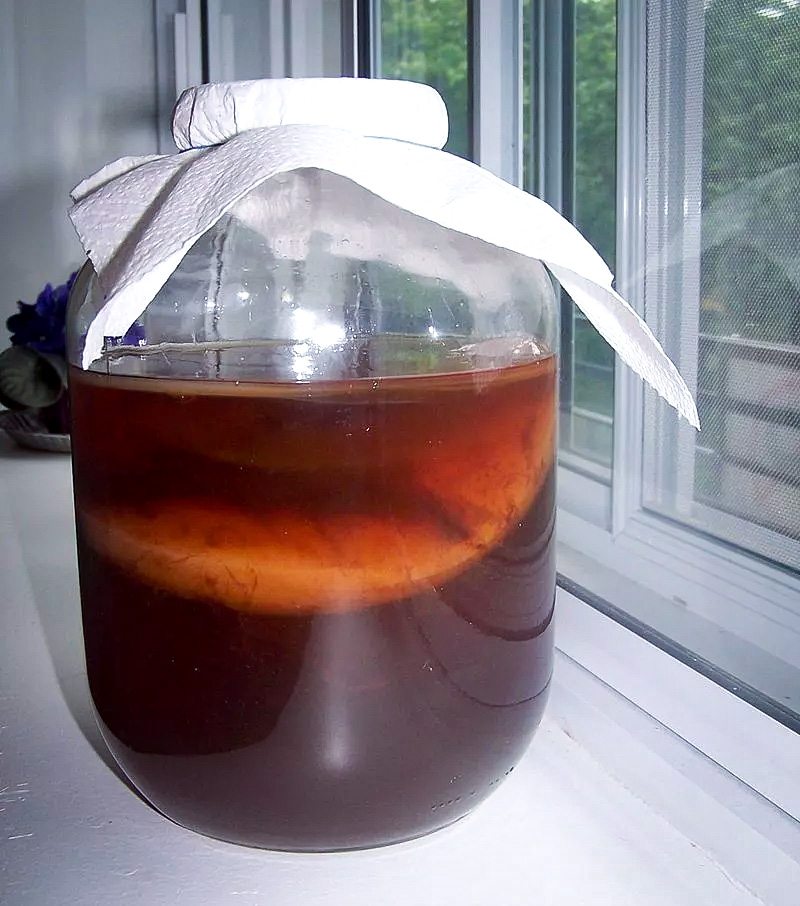 红茶菌