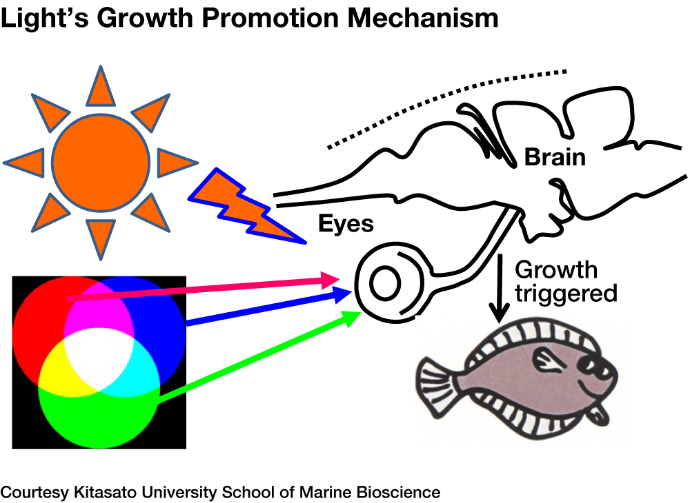 Research Team Uses Green Light to Make Fish Grow 60% Faster