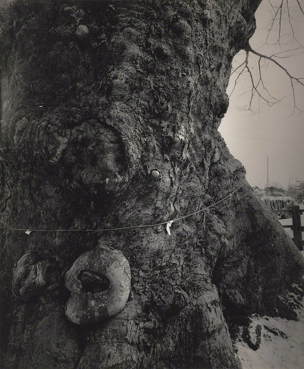 Depictions of Eros and Thanatos: Sacred Trees of Shintō Shrines Through the Lens of Ōsaka Hiroshi