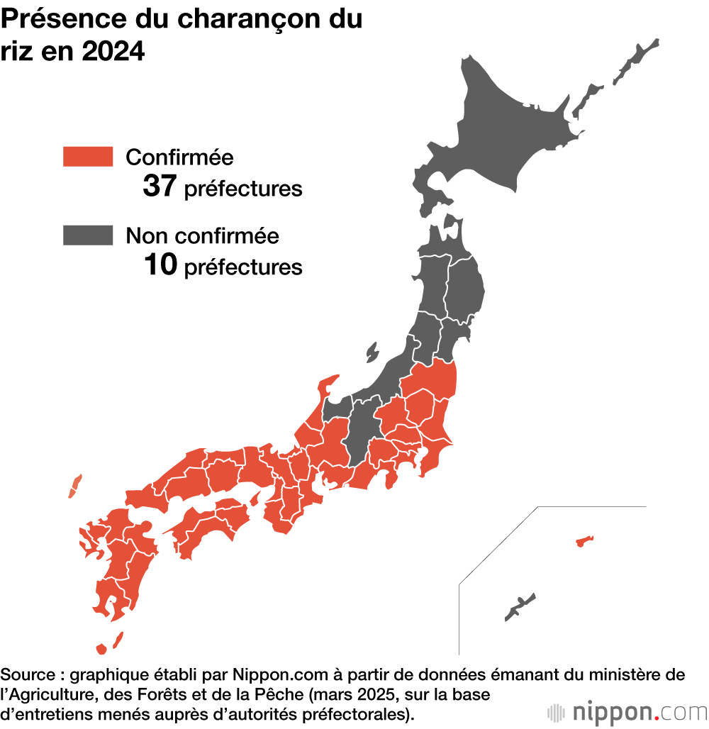 Présence du charançon du riz en 2024