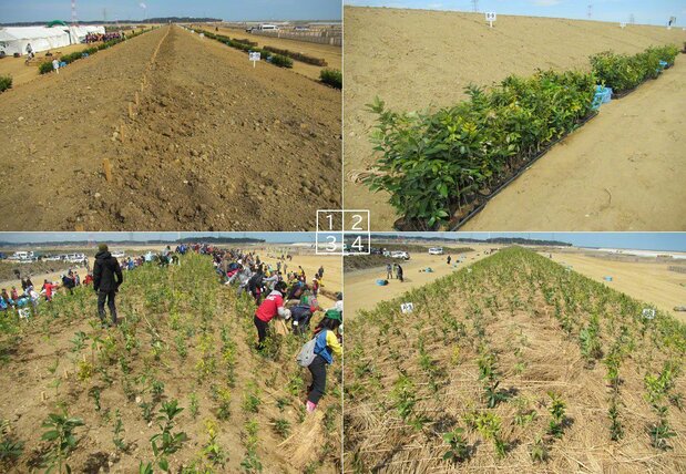 (1) Un talus prêt pour une plantation à grande échelle. (2) Des arbustes en pot prêts à être mis en terre. (3) Des différentes variétés d’arbustes sont plantées ensemble sur des petites parcelles. (4) Le tout est ensuite recouvert d’une couche de paille de riz qui est sécurisée avec de la corde. (Photos de l'auteur)