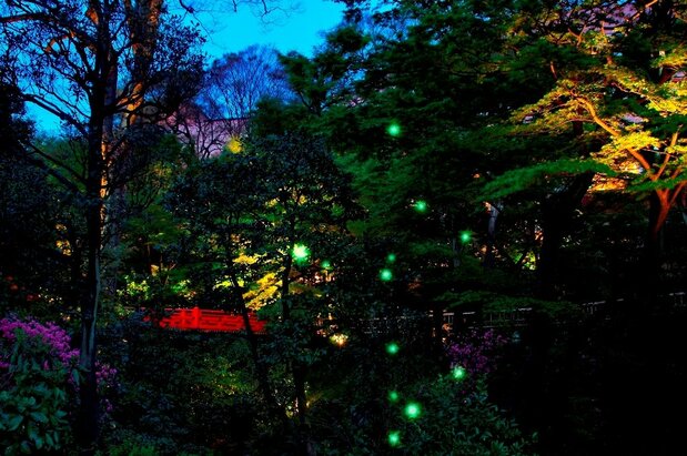 El puente Benkei, de color rojo, durante la época en la que las luciérnagas iluminan el jardín, un paisaje de fantasía (imagen cortesía del Hotel Chinzansō Tōkyō).