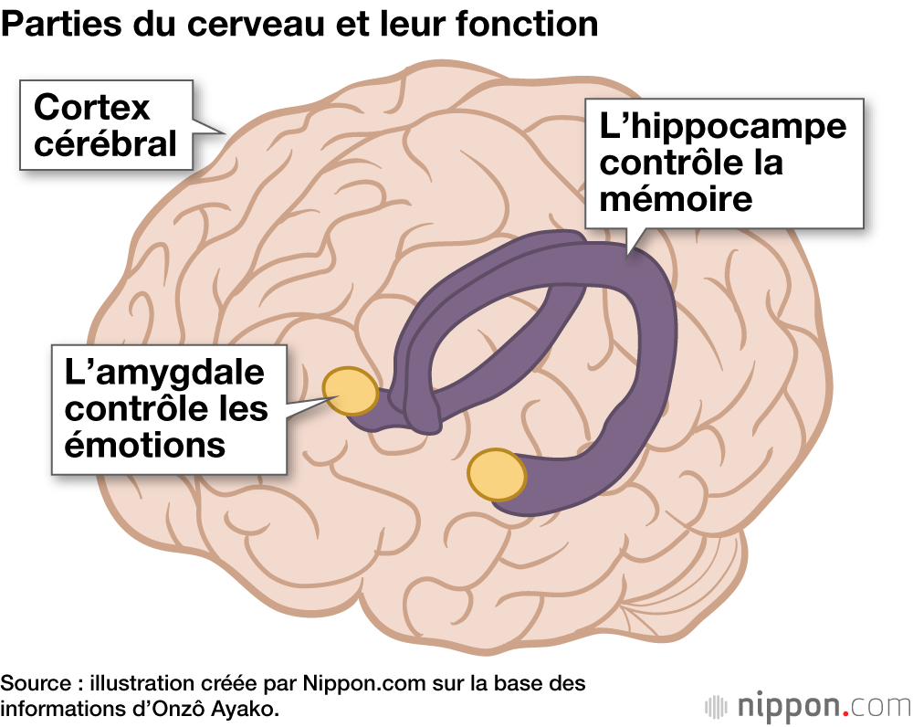 Parties du cerveau et leur fonction