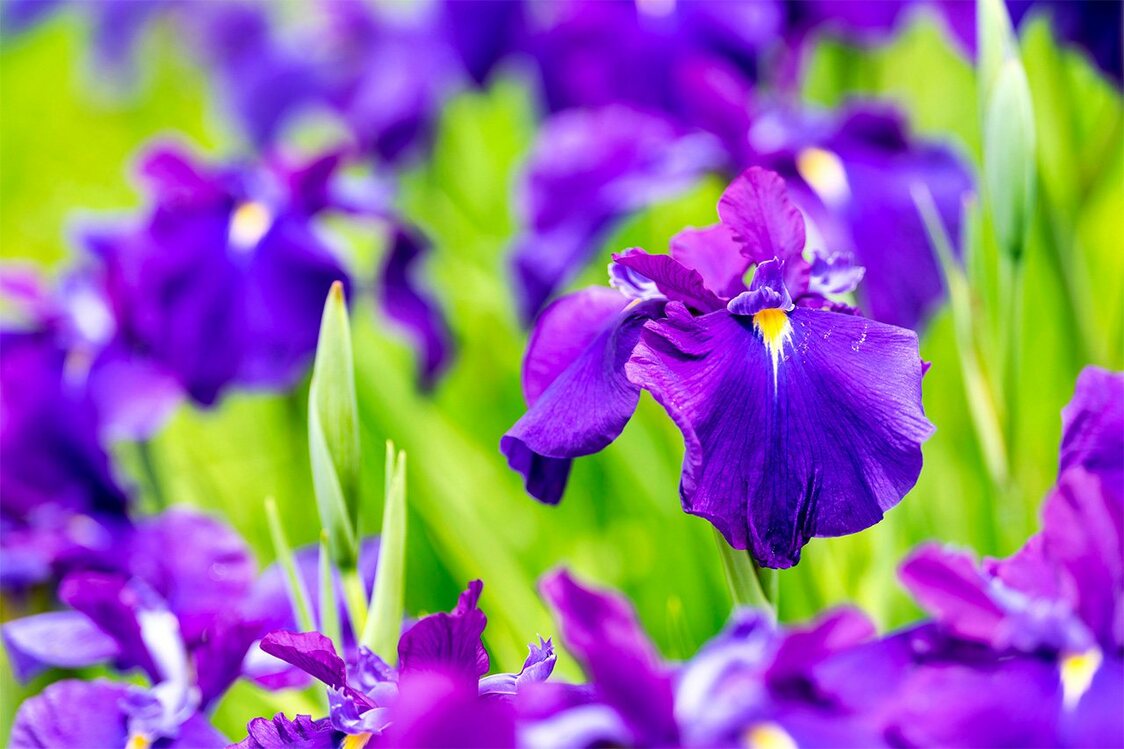 有黄色斑点的是花菖蒲（图片：PIXTA）