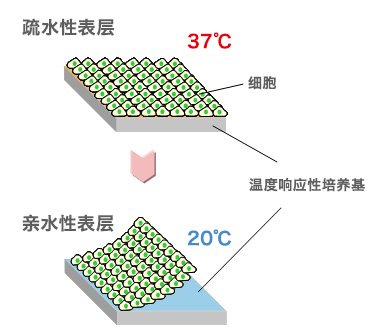 37℃时为疏水性的表层，降至20℃时成为亲水性，细胞可在膜片状态下取出