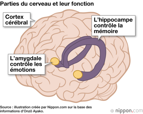 Parties du cerveau et leur fonction