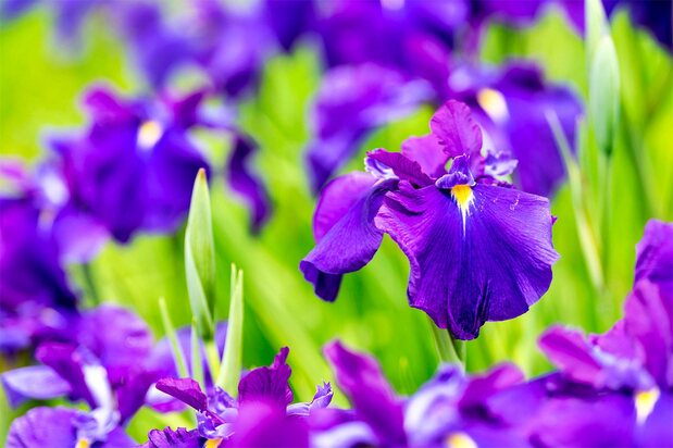 有黄色斑点的是花菖蒲（图片：PIXTA）