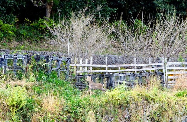 采访中，发现一只小鹿崽闯入柿子园。这里也有兽害问题（图片：浮田泰幸）