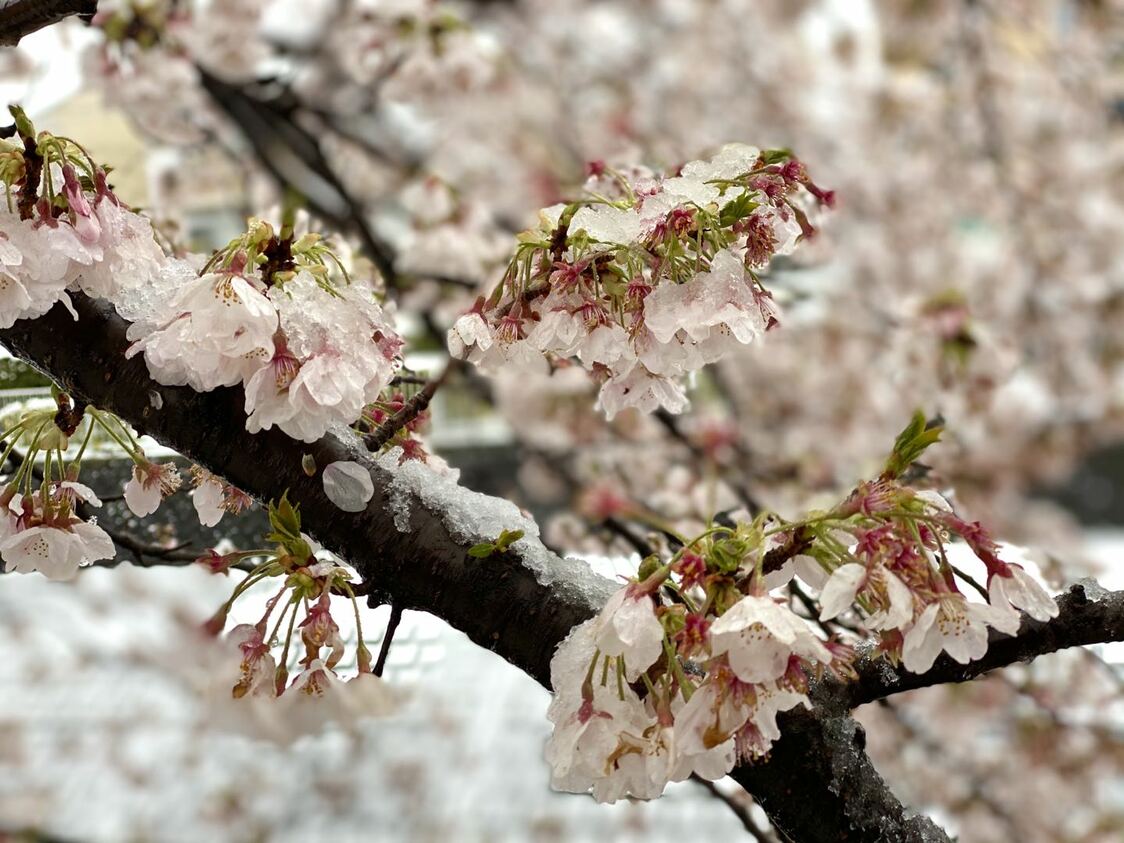 【美图集】樱花烂漫时，东京下了场雪