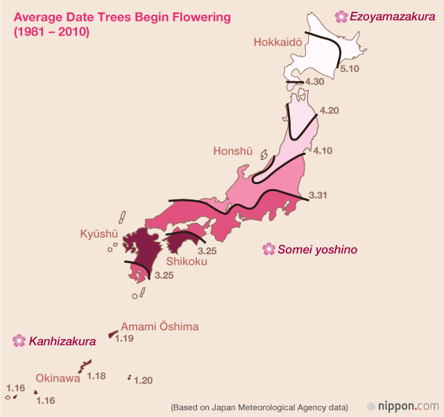Cherry Blossom Archipelago