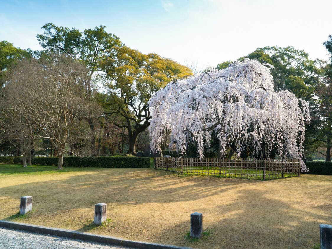 The Demizu shidarezakura blooms early in the season, at nearly the same time as the weeping cherry trees.