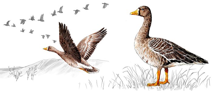 Los ánsares caretos se reproducen en puntos del círculo polar ártico como Groenlandia, Canadá, Alaska y Siberia. Estas aves migratorias vuelan a lugares templados como Europa, América del Norte y Japón para hibernar. Son la especie de ganso más característica (ilustración de Izuka Tsuyoshi).