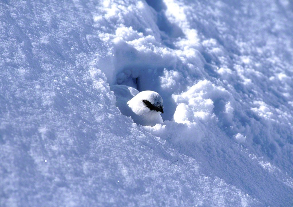Une perdrix des neiges au repos, novembre