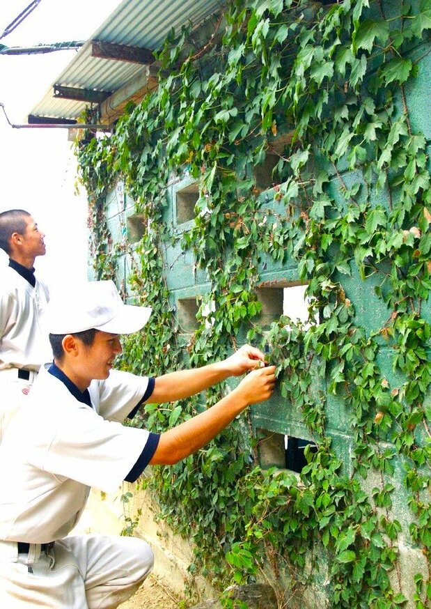 Members of the baseball team at Hashimoto High School in Wakayama Prefecture tend ivy from Kōshien, in a photo taken on July 6, 2006. (© Kyōdō)
