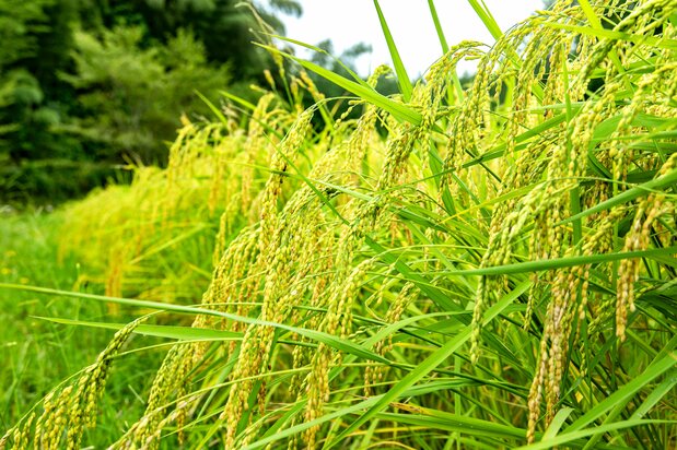 La variedad Hattansō puede crecer hasta 160 cm de alto. (Fotografía: Kikui Hiroshi)