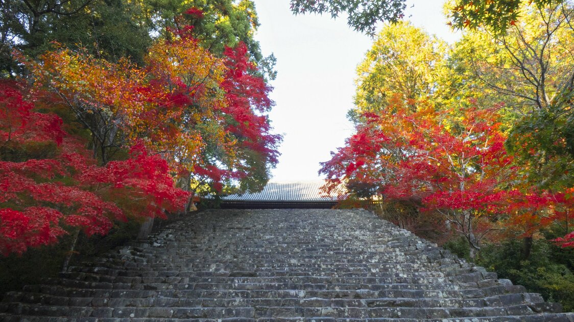 Autumn foliage and flowers seem to encroach on the stone steps leading to the Kondō hall at this temple.