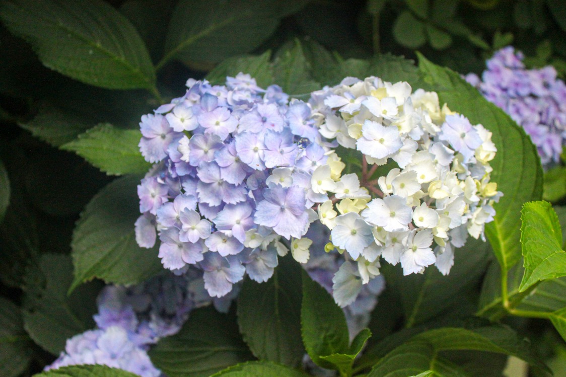 Un gaku ajisai, Hydrangea macrophylla, dont l’âge est estimé à plus de 60 ans. Les bords irréguliers de ses sépales rappellent le nadeshiko (Dianthus superbus). (© Kakujitsuen)