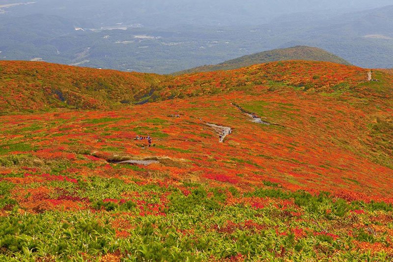 Las hojas otoñales cubren la montaña como una alfombra. (Foto cortesía de la Sección de Turismo de la ciudad de Kurihara)