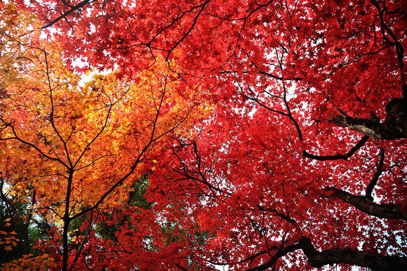 Kioto, la antigua capital de Japón.