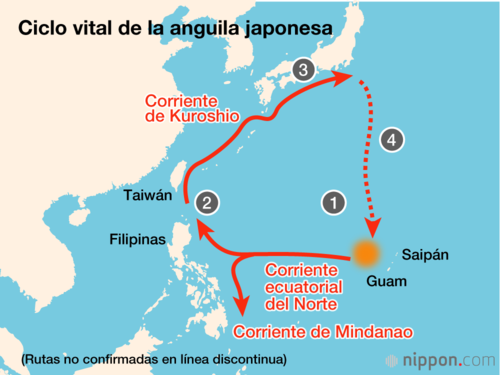 1 Desove al Oeste de las islas Marianas 2 Arrastrada por la corriente, la larva crece hasta los seis centímetros (alevín) 3 Vive entre cinco y 15 años en los ríos o en sus desembocaduras 4 Regresa al mar, donde se reproduce