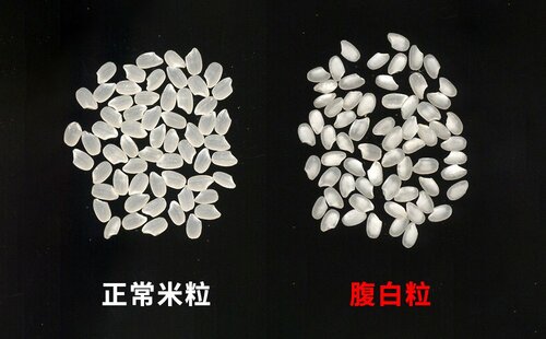 未受影响的正常米粒(左)和高温导致淀粉蓄积不足,颜色发白浑浊的米粒(图片:农研机构)