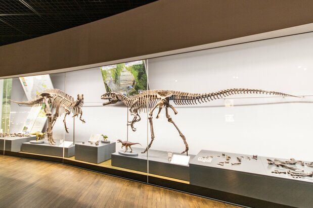 Скелеты травоядного Fukuisaurus tetoriensis и хищного Fukuiraptor kitadaniensis (© Nippon.com)
