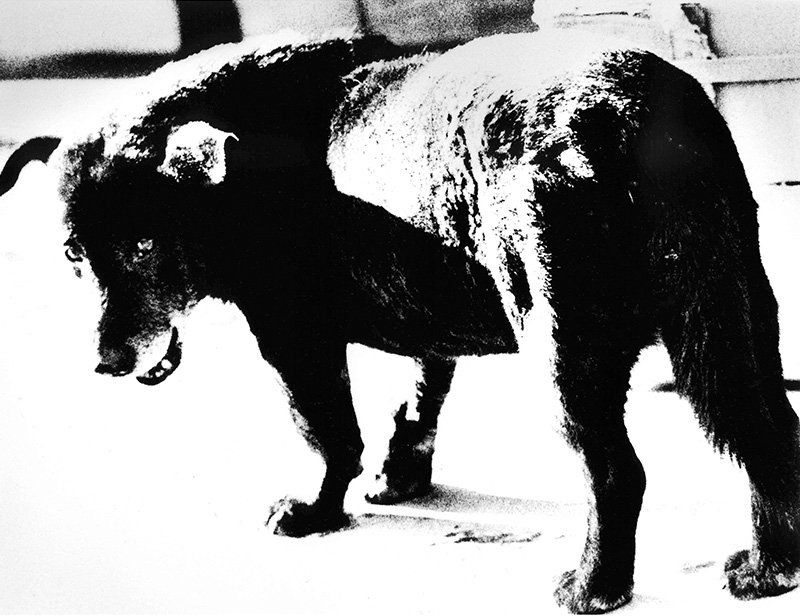 「犬の町」1971年 © Daido Moriyama Photo Foundation