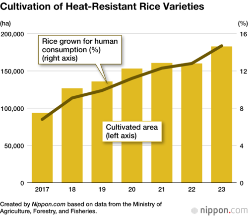 Cultivation of Heat-Resistant Rice Varieties