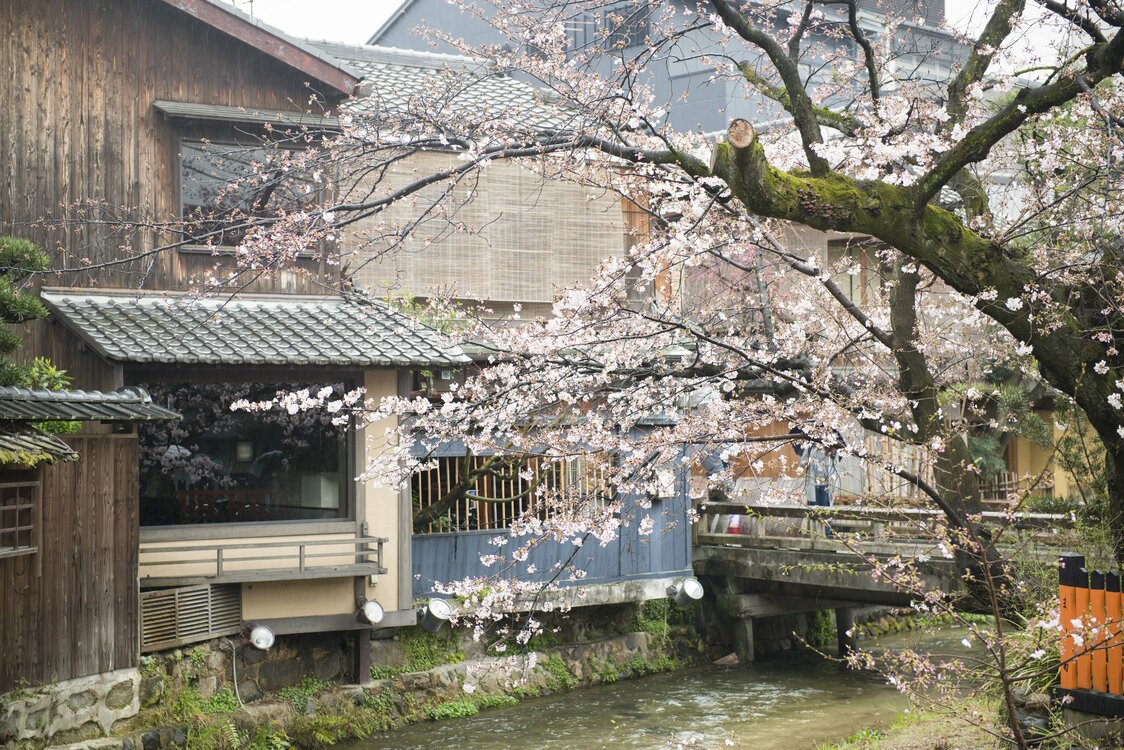 京都祗园白川的樱花