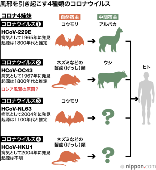 風邪を引き起こす4種類のコロナウイルス