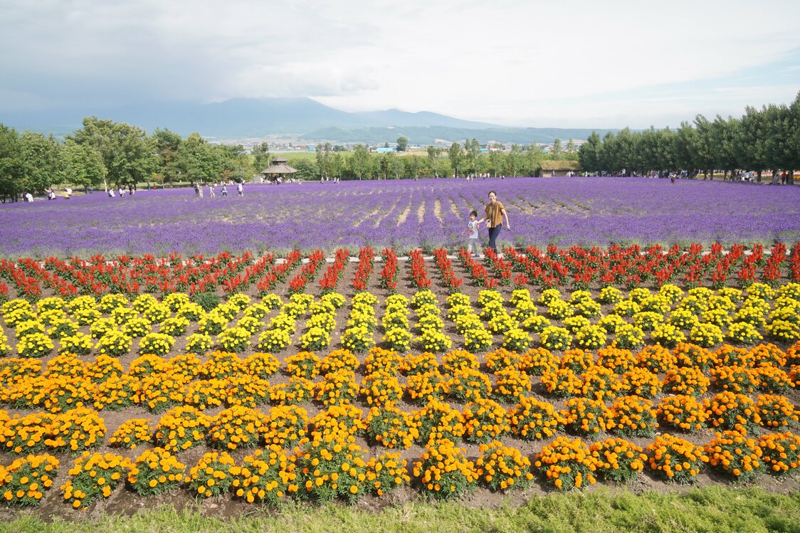 色とりどりの草花がラベンダーの紫色を引き立てる