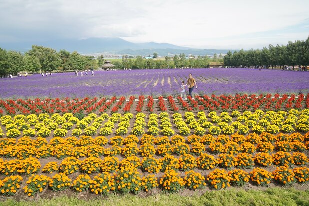 Flowering plants in various colors bring out the purple of the lavender blossoms.