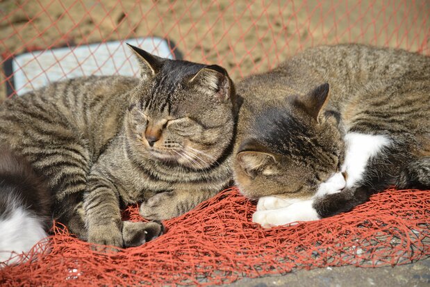 A pair of cats nap in the sun on top of a fishing net. (© Shoe Press )