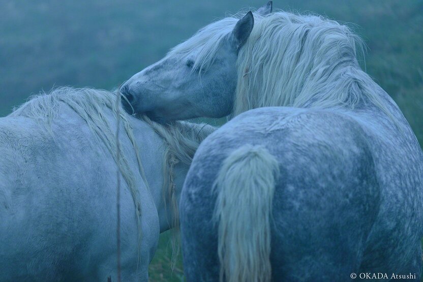 Horses grooming one another, May 2017. (© Okada Atsushi)