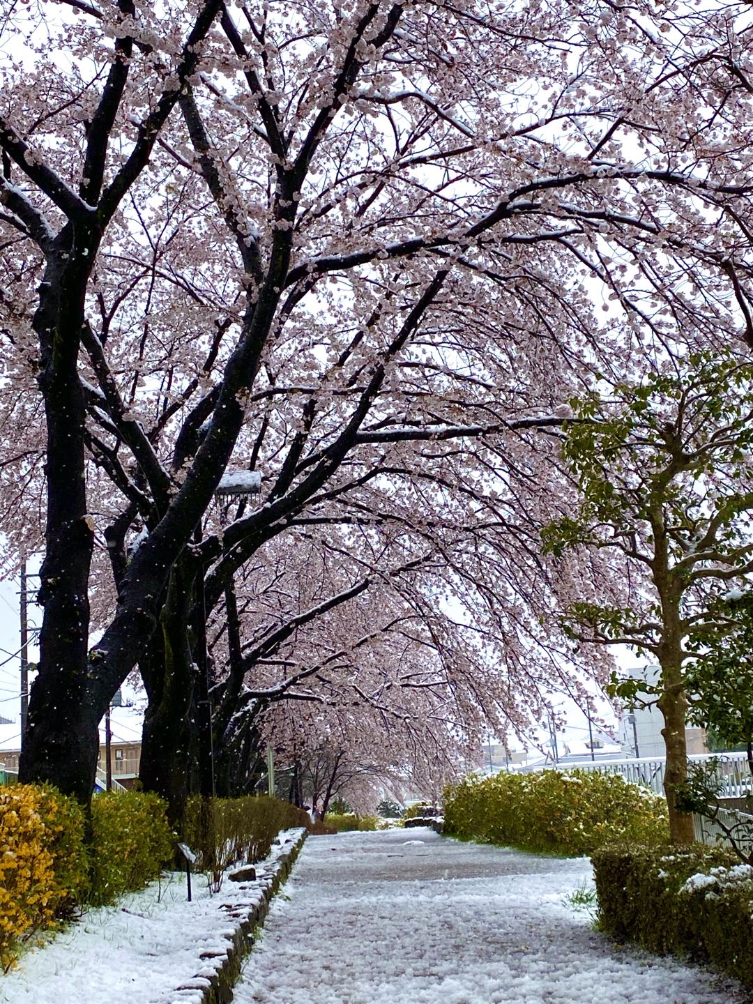 【美图集】樱花烂漫时，东京下了场雪