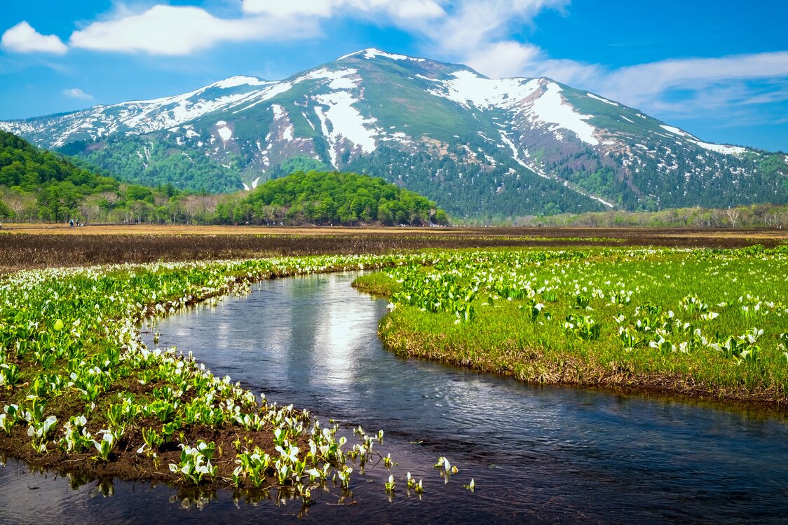 湿原に咲き乱れるミズバショウと雪が残る至仏山　写真：PIXTA